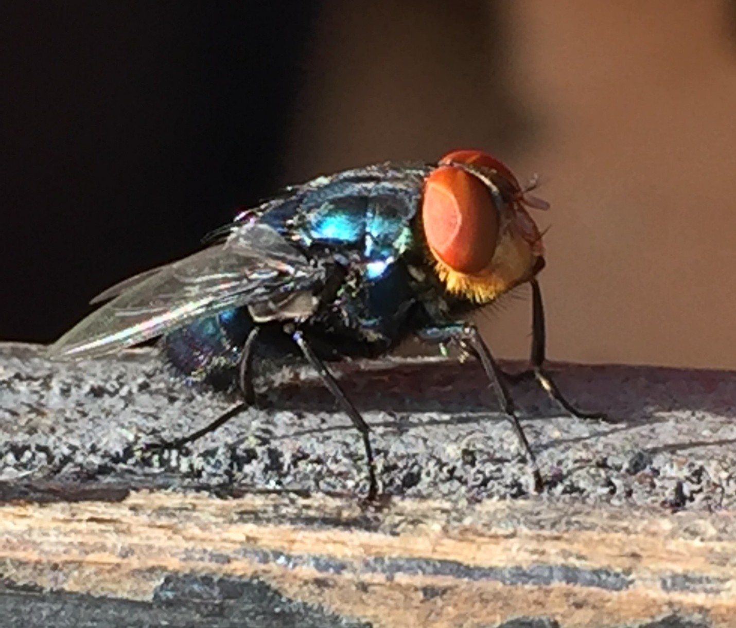 Adult New World screwworm fly.